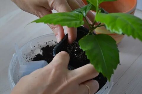 Во сне пересаживала комнатные цветы