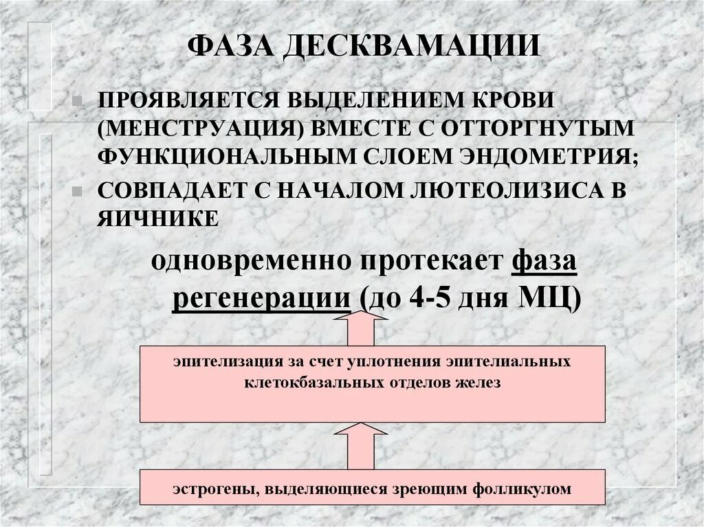 Фаза десквамации. Десквамация функционального слоя эндометрия. период десквамации. маточный цикл фаза десквамации.