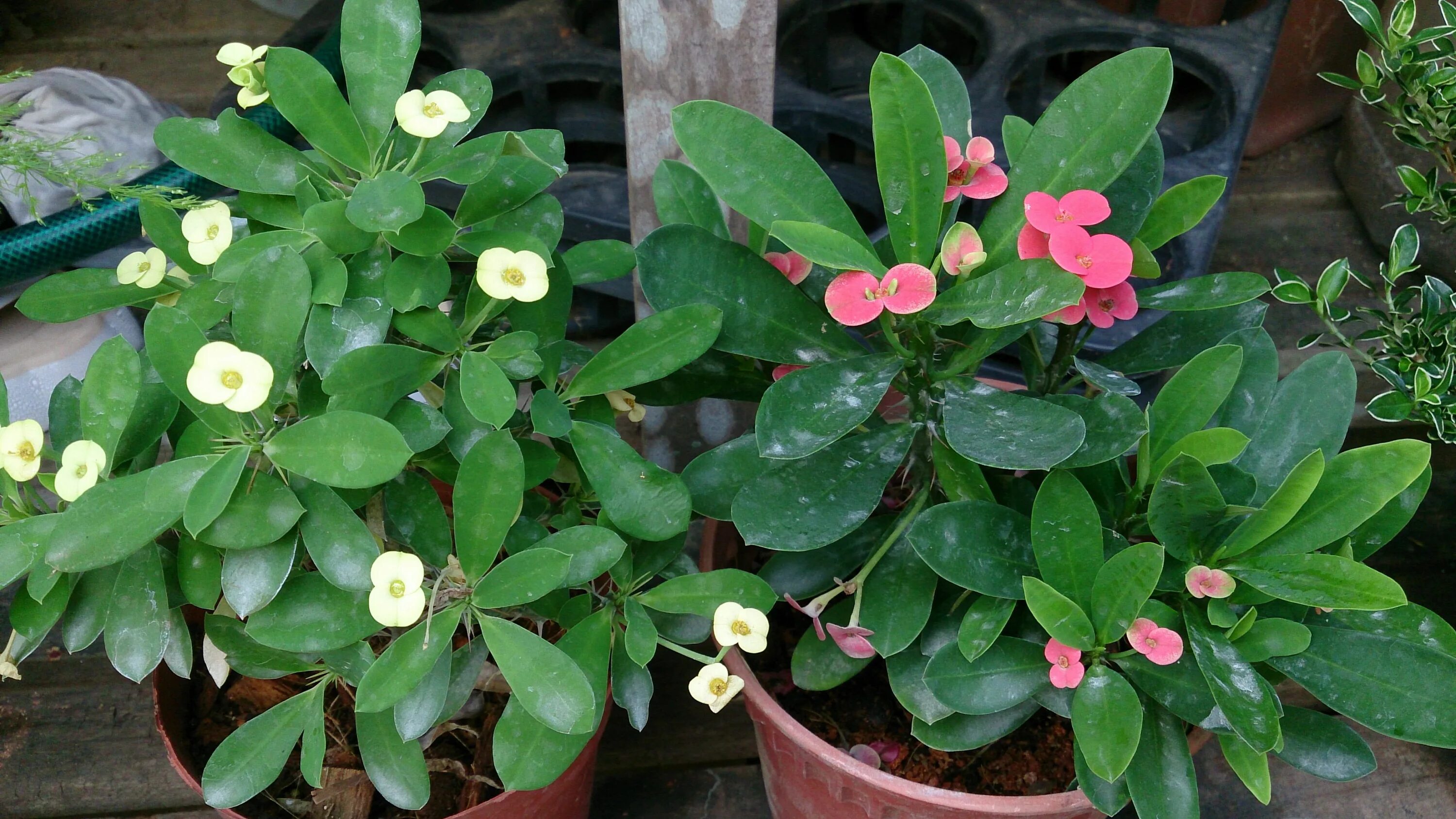euphorbia "flower in a flower" Euphorbia flower, Euphorbia milii, Euphorbia