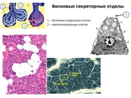 Железа содержатся в клетках