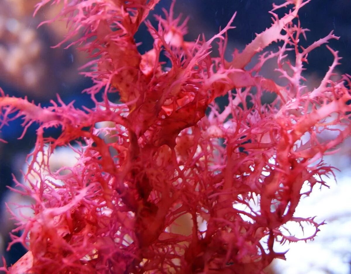 Порфира водоросль и филлофора. Красные водоросли филлофора. Багрянки. Каллитамнион водоросль. Анфельция.