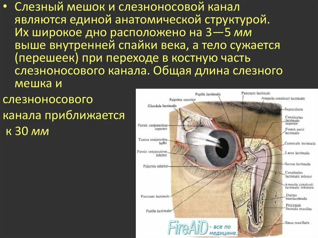 Строение глаза слезный мешочек. Слезный мешок расположен опух. Слезный мешок топография. Строение глаза слёзный канал анатомия. Слезная железа находится