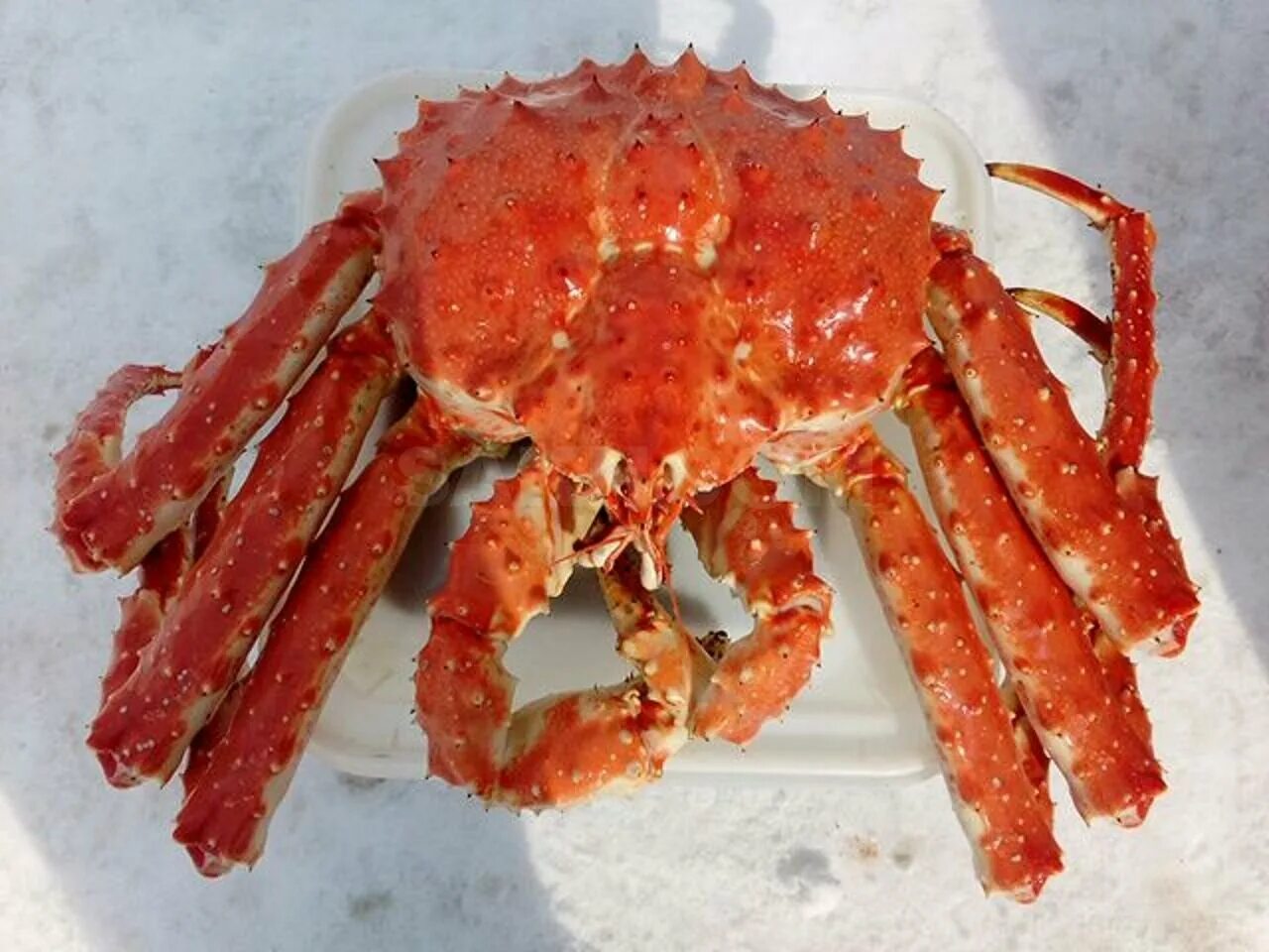 Ловля крабов на сахалине. Сахалин крабы. Сахалин крабы. Камчатский краб сахалин. Аляскинский камчатский краб.