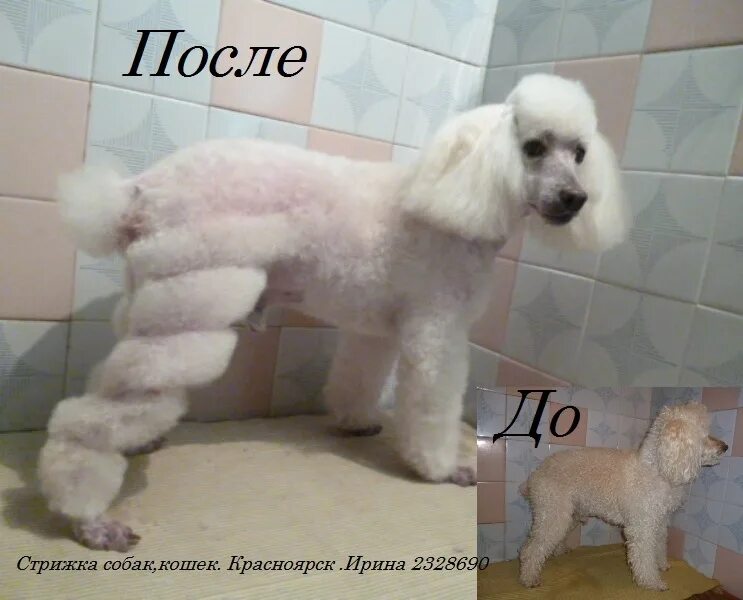 груминг вывеска. шпиц батон стрижка. груминг красноярск для кошек. грумер в красноярске для собак алексеева, авиаторов, 9 мая. парикмахерская для кошек.