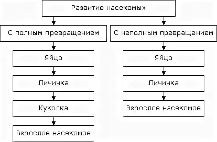 Схема полного и неполного превращения насекомых. Схема развития с полным и неполным превращением. Схема развития насекомых. Составить схему "типы развития насекомых". Полный метаморфоз стадии