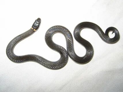 Am snake