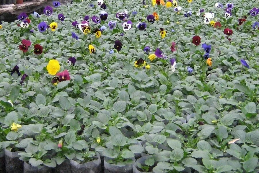 Виола анютины глазки посадка. Анютины глазки цветы выращивание из семян. Виола виттрока рассада. Рассада«анютины глазки», «виола». Виола крупноцветковая.