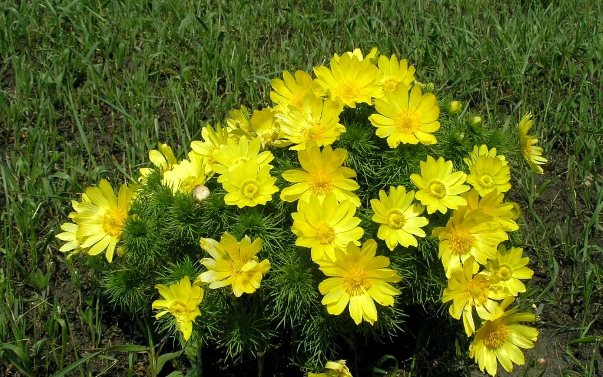 Желтые цветы многолетники названия. Адонис весенний горицвет. Адонис весенний (горицвет весенний). Растение адонис весенний (горицвет). Адонис летний желтый.