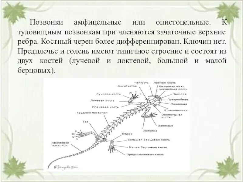 В позвоночнике два отдела туловищный и хвостовой. Амфицельные позвонки строение. Амфицельные позвонки это у рыб. Типы позвонков амфицельные. Амфицельные процельные и опистоцельные позвонки.