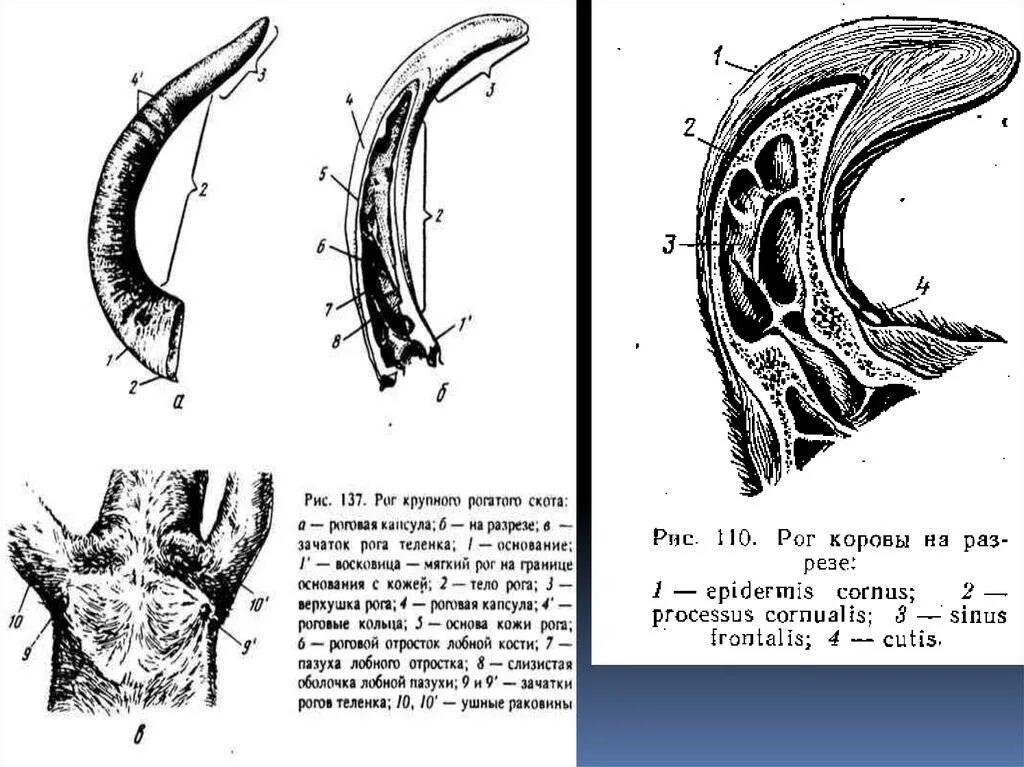Строение Рогов. Строение Рогов животных. Строение рога барана. Строение Рогов у коз. Содержимое рога