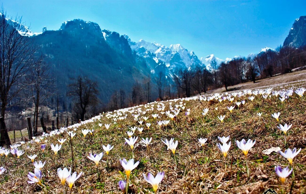 Цветы апшеронск. Альпийские Луга Адыгея Лагонаки. Адыгея плато Лагонаки весной. Домбай Альпийские Луга.