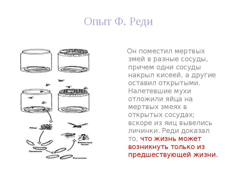 Опыт с мухой. Франческо реди опыт с мухами. Опыт ф реди. Эксперимент Франческо реди. Эксперимент Франческо реди с мясом.