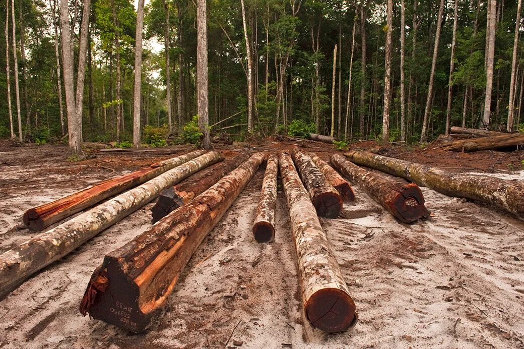 Commons logging. Logging. Лесные Рантье. Logging in Forestry. Timber logging gif.