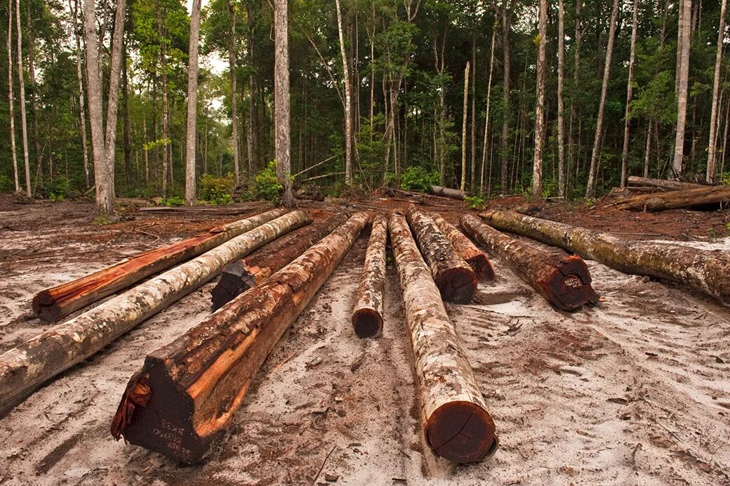 Additional logging. Лес топливо. logging. deforestation &amp; logging. pictures of deforestation &amp; logging.