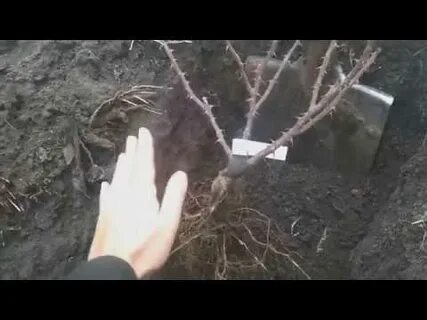 Прикоп саженцев осенью
