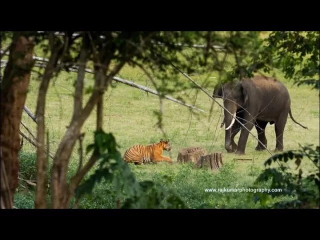 Elephants are big bigger than tigers. Green elephant sanctuary park phuket. Elephants are big bigger than tigers. Strong stronger the strongest. Тигр vs слон.