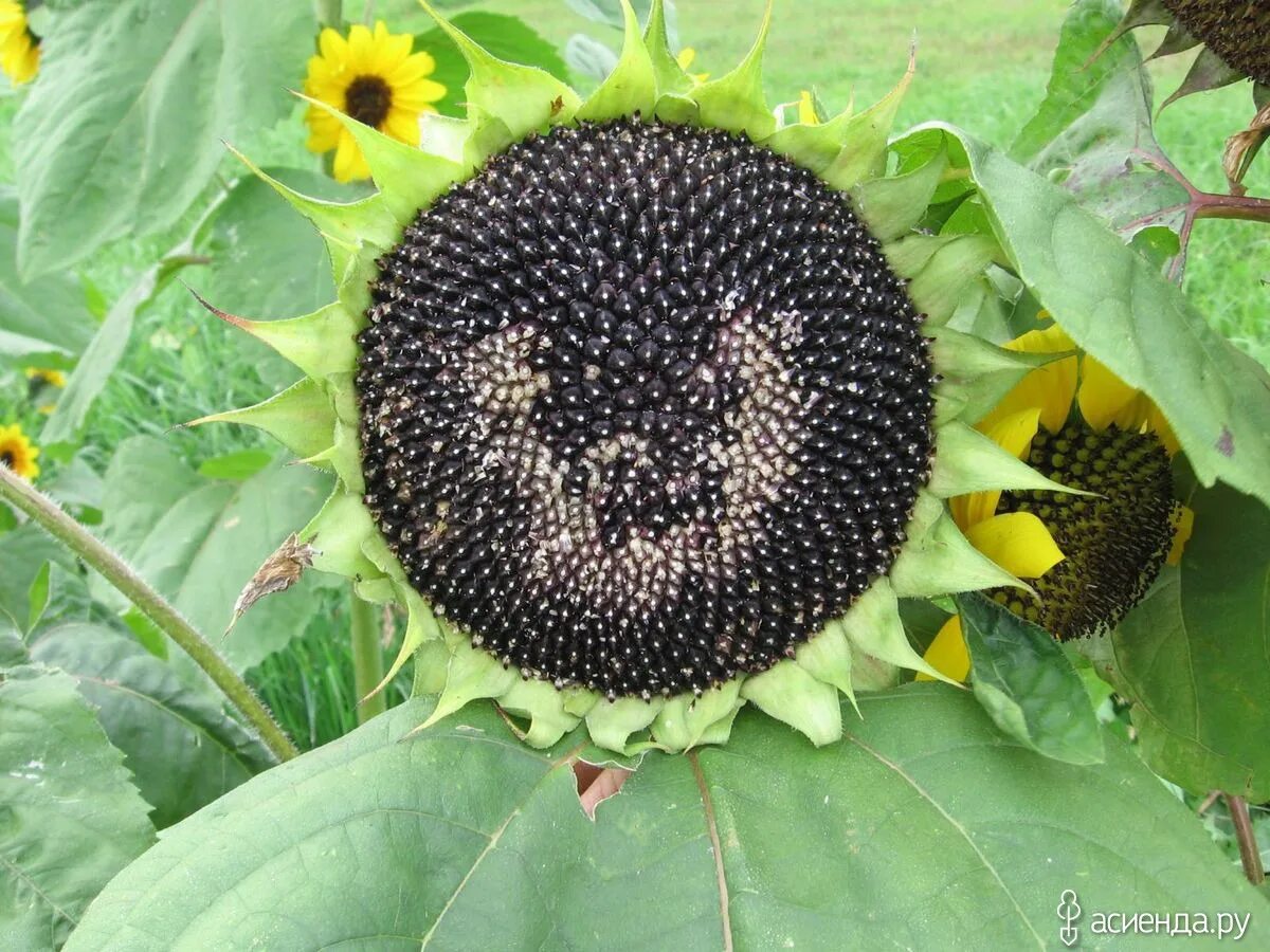Подсолнух цветок спелый. Подсолнух склонил головку. Подсолнечник однолетний. Что ест подсолнух. Подсолнечник сорт римисол.