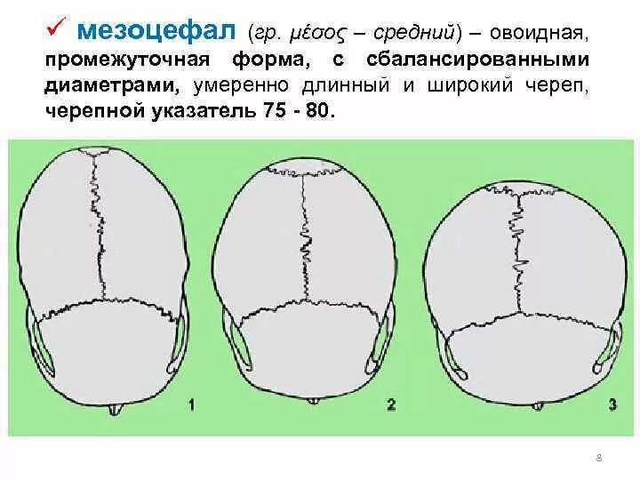 Овоидной формы что это. Долихоцефалия мезоцефалия брахицефалия формы черепа. формы головы человека брахицефалия, мезоцефалия. брахицефал мезоцефал. форма черепа в норме у взрослого.