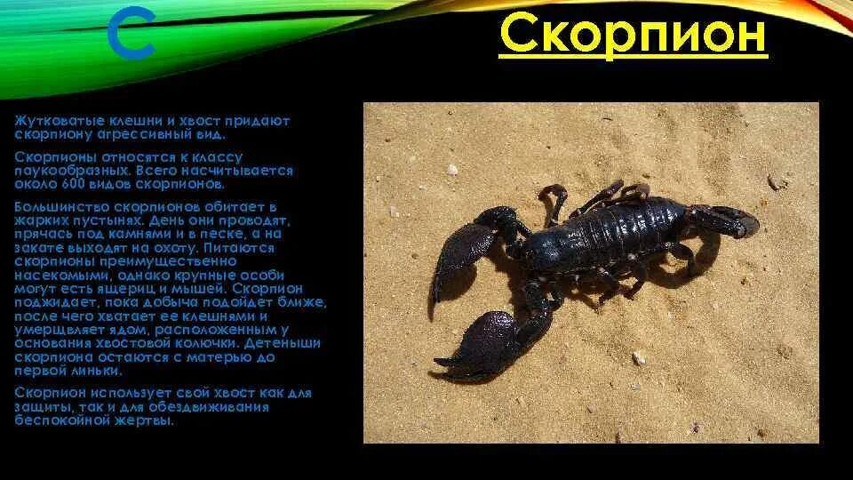 Где обитают Скорпионы. Скорпион обитает. Скорпион относится к классу. Скорпионы всех видов.