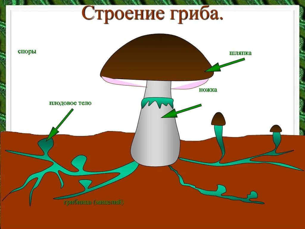 Строение грибов грибы мицелий плодовое тело. Строение гриба с грибницей. Строение плодового тела гриба. Строение гриба для детей. Мицелий шляпочных грибов