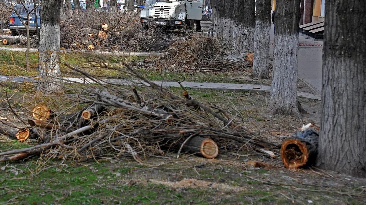 Где был сильный ветер. Упавшее дерево. Деревья в Воронеже. Разрушенное дерево. Ветер повалил деревья.