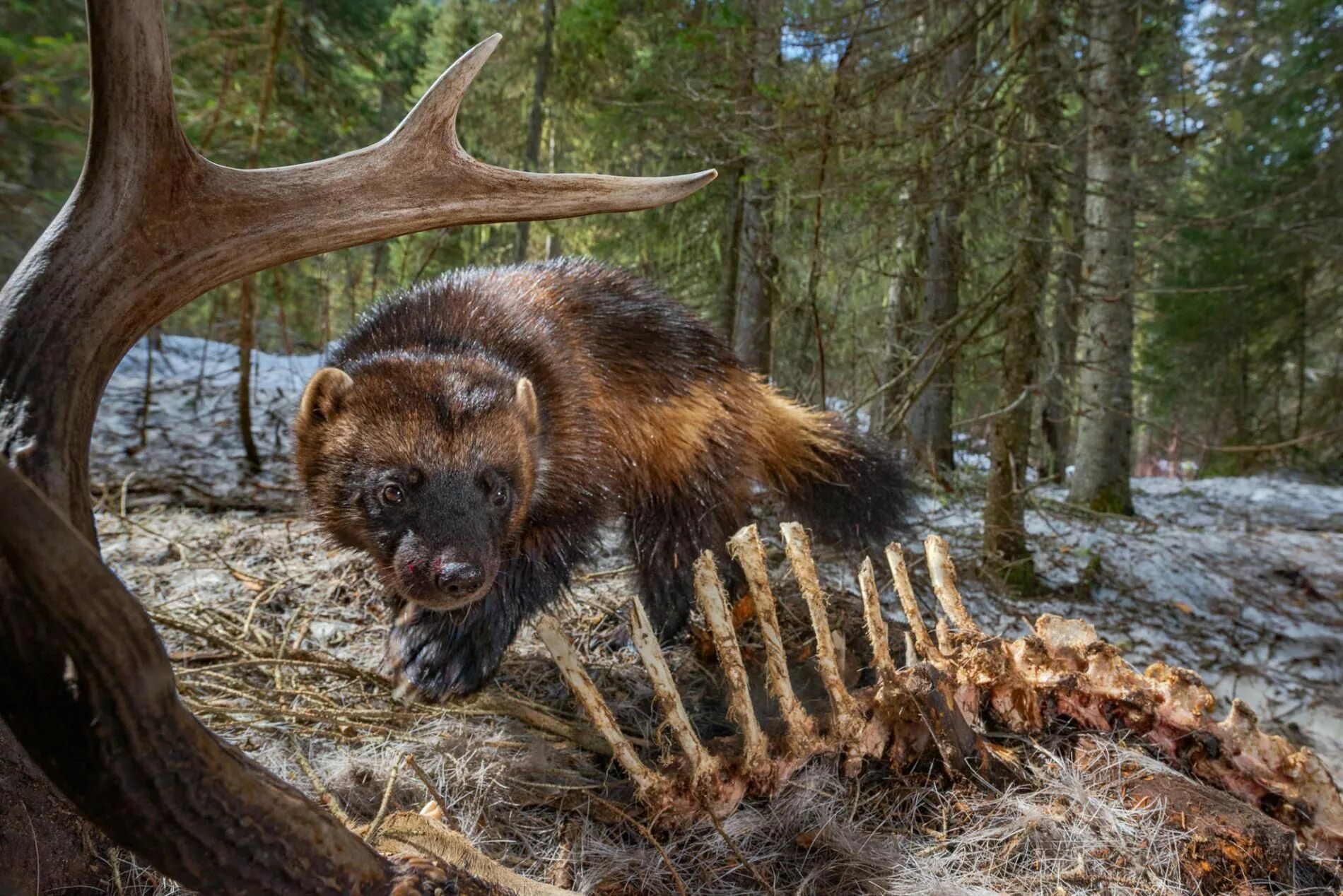 Восточно Сибирская Росомаха. Росомаха (Gulo Gulo). Зверь Росомаха в сибирской тайге. Росомаха Сибирская.