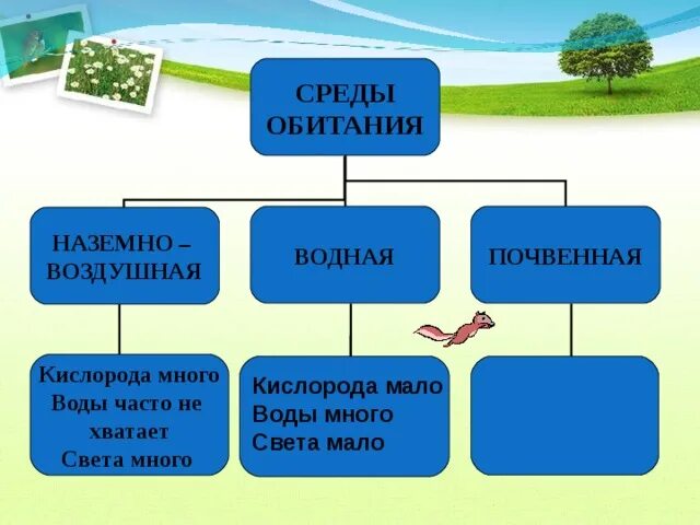 Какая среда обитания лучше. Среда обитания. Среды обитания организмов. Водная среда обитания. Среда обитания водная наземно-воздушная почвенная.