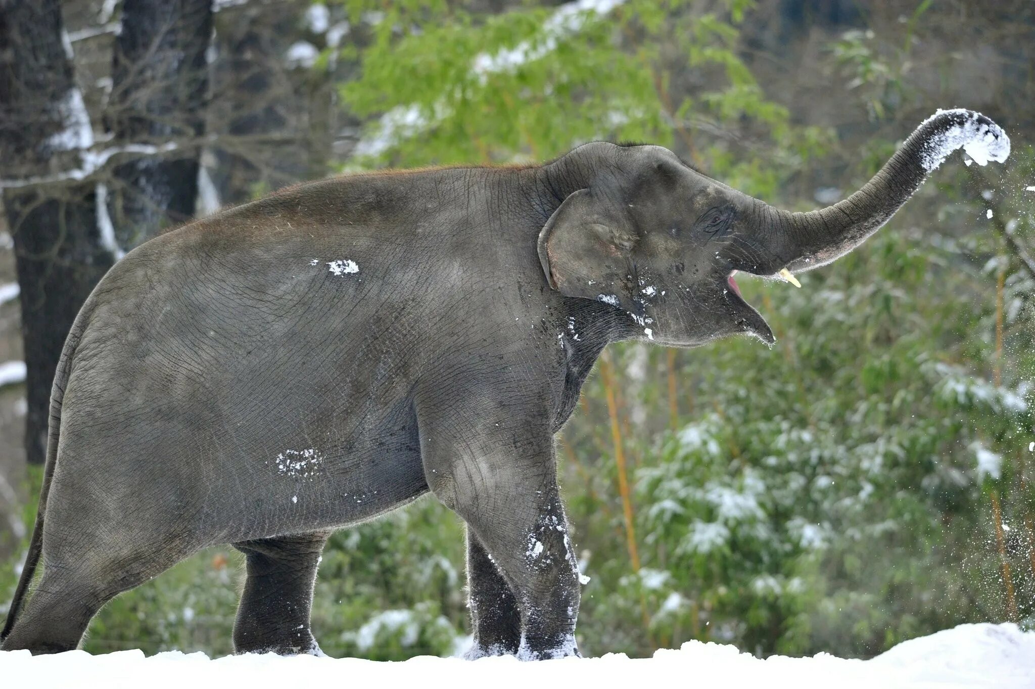 Слон зимой. Слонёнок зимой. Слон в зоопарке. Слоны в зоопарке. Play elephant