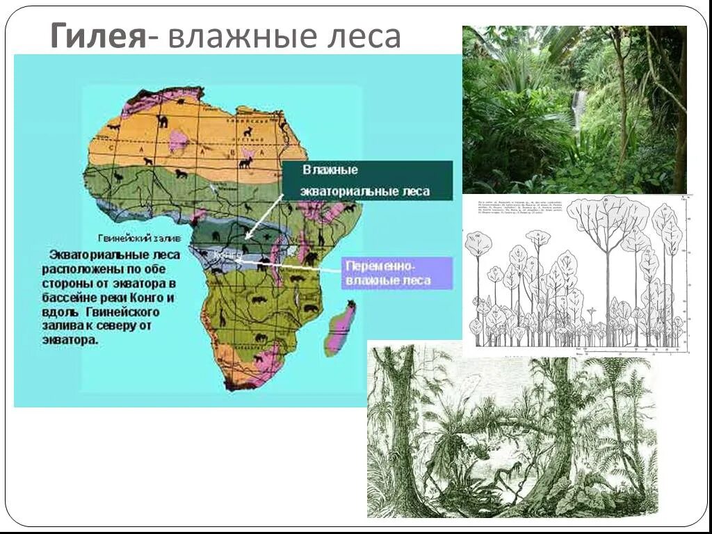 Природные зоны Африки Гилея. Гилея в Африке. Экваториальные зоны Африки. Влажные экваториальные леса Африки на карте. Животные переменно влажных лесов северной америки