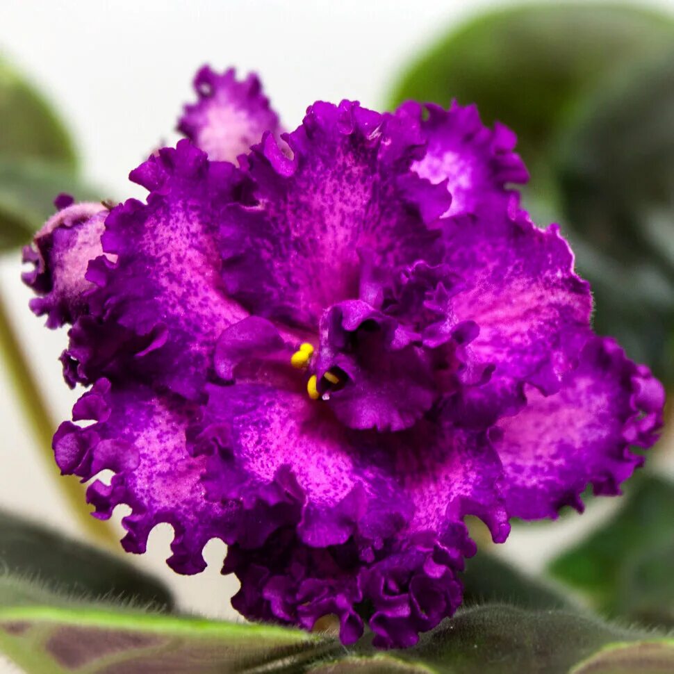 Фиалка виконт. Фиалки сорта рс. Рс герцогиня люкс фиалка. Фиалка сорт герцогиня. Фиалка герцогиня люкс.