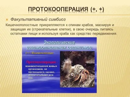 Симбиоз протокооперация примеры