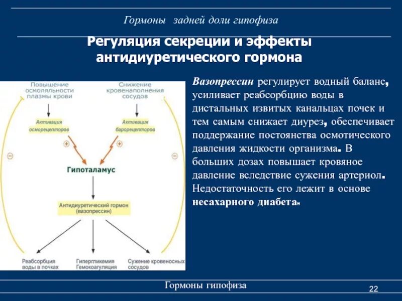 Антидиуретический гормон рецепторы. Антидиуретический гормон функции. Роль антидиуретического гормона. Антидиуретический гормон вазопрессин.