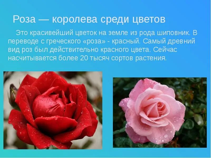 Какой тип у розы. Розы виды и отличия. презентация роза королева цветов. разновидности роз по форме куста. растение в виде розы.