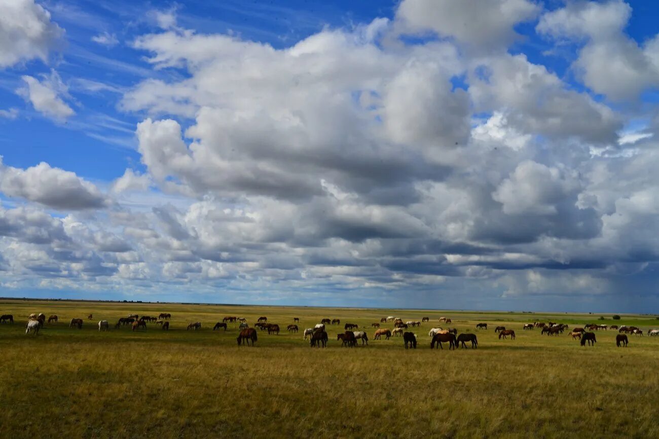 Саратов степи. Степная зона саратовской области растительность. Степная зона саратовской области. Степи саратовской области. Азовские степи.