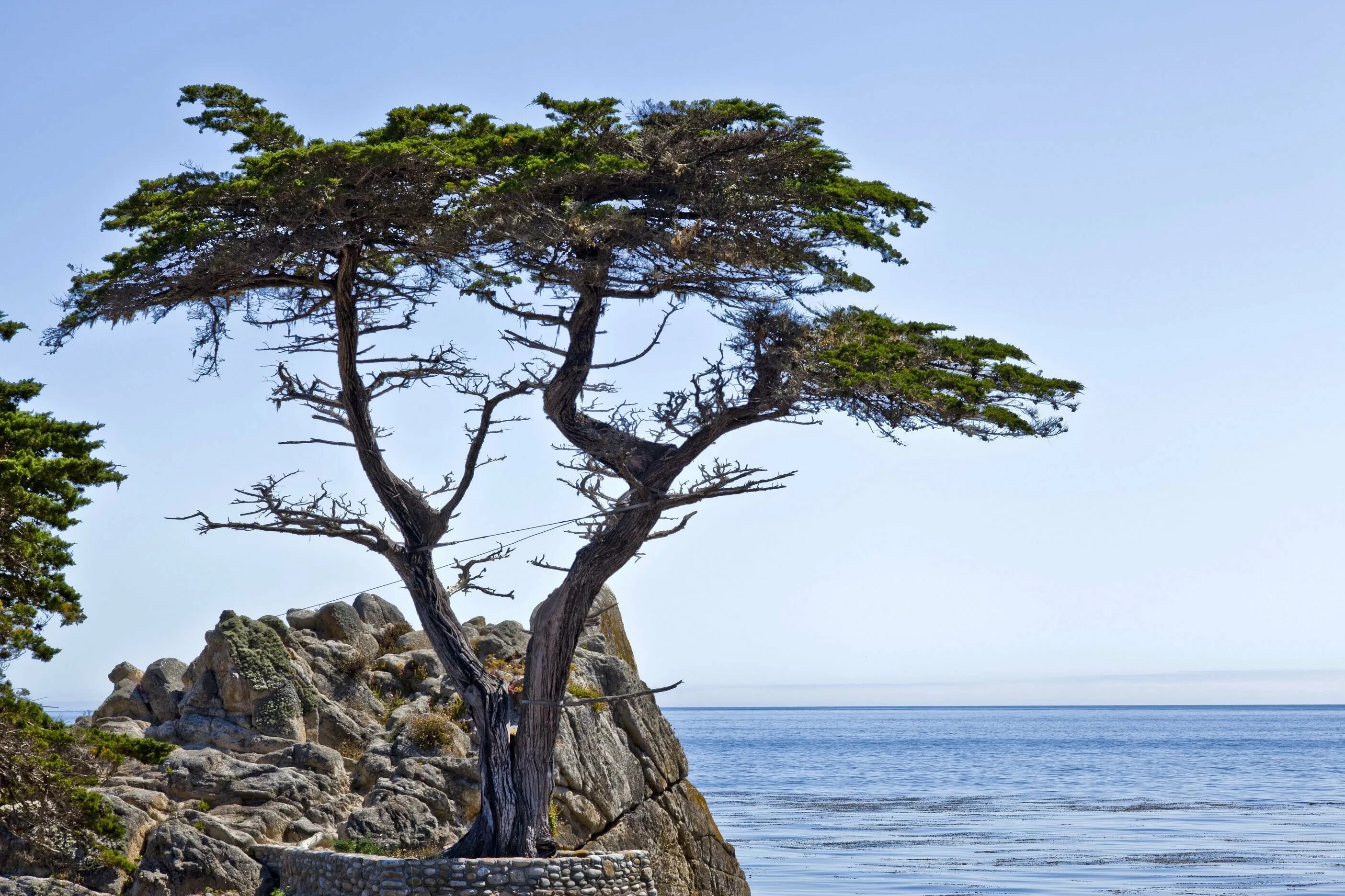 Кипарис род деревьев. Кипарис. кипарис дикий. monterey cypress. кипарис в дикой природе.