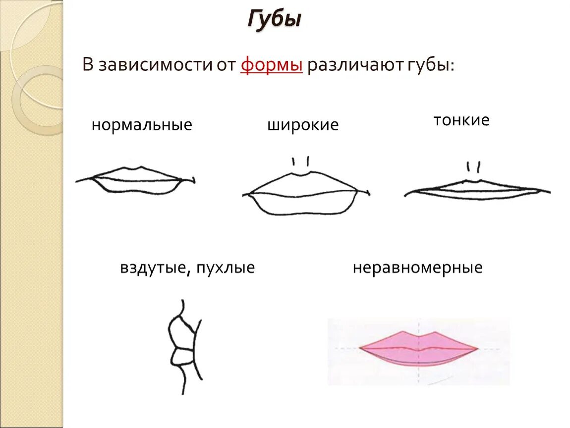 Как отличить губы. Формы губ. Виды губ. Форма губ виды. Формы губ названия.