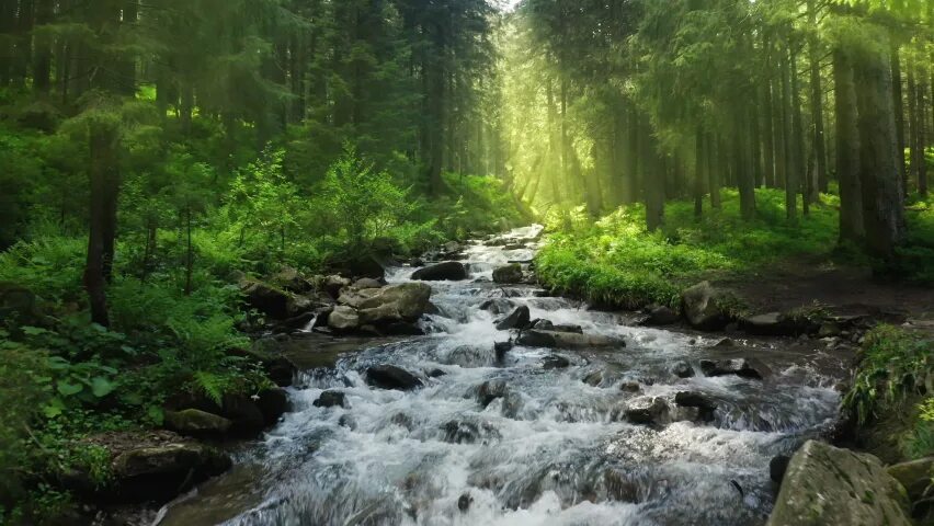 Природа видео рутуб. Water unsplash. Самурский лес. Русланов ручей. Природа видео рутуб.