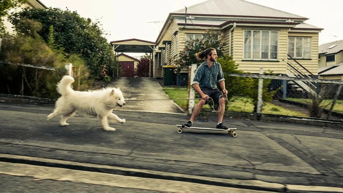 Без компромиссов собаки. Собаки киностудия бразерс. This is his dog