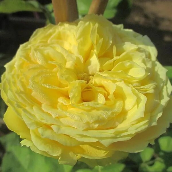 Pin by Agnes Potter on Beautiful Roses Garden rose bouquet, Colorful garden, Ros