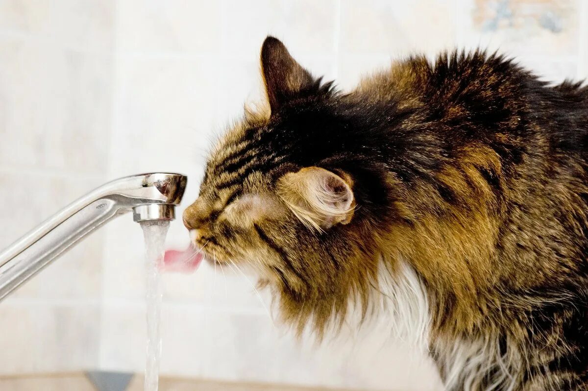 Кот открыл кран. Кот жажда. Кошка пьет воду. Кот и дажда. Жажда у котов.