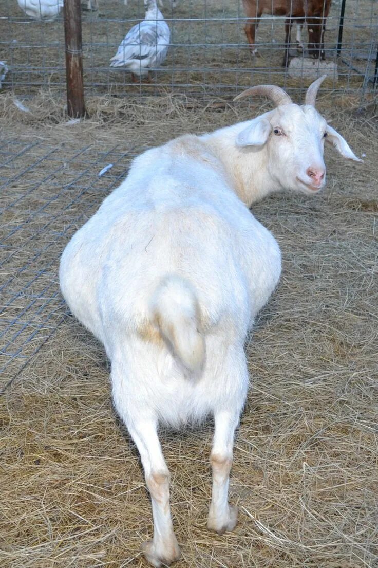 Зааненские баран. Зааненская коза серая. Козы зааненской породы. Сколько месяцев беременна коза