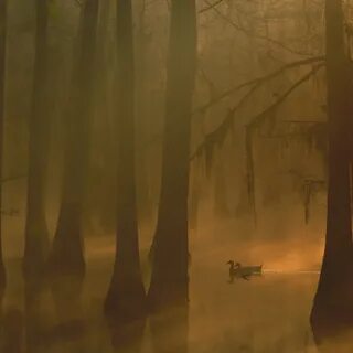 Fog in the flooded forest Desktop wallpapers 1024x1024