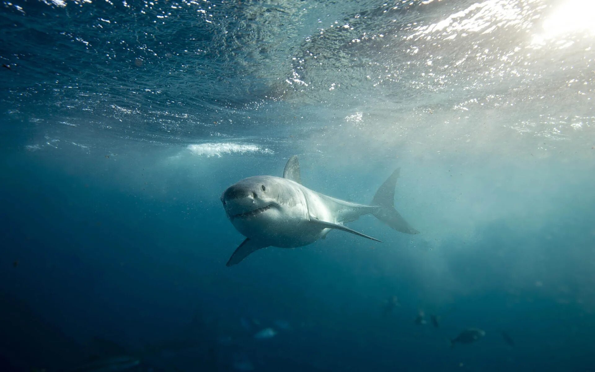 Ocean shark. Акулы Атлантического океана. Акула в море. Акула под водой. Подводный мир акулы.