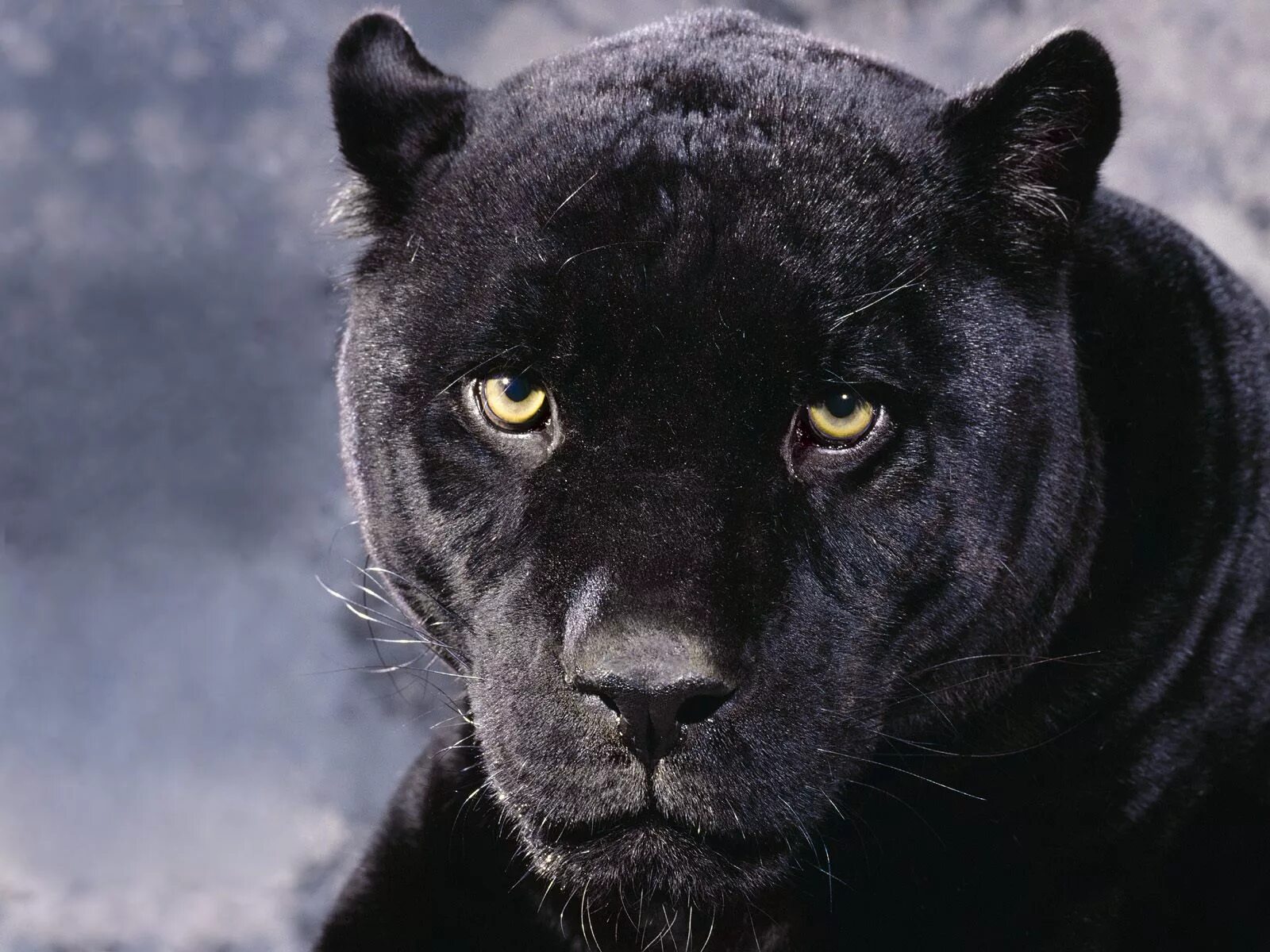 Картинки jpg. Pantera Пума. Пантер/ Panther avcngcrs. Пума черная. Пума Багира.