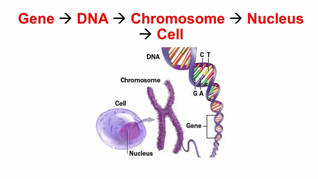 10 5 клеток днк. Строение ДНК хромосомы гены. Гены хромосомы геном. Хромосома ДНК ген схема. Ядро хромосомы ДНК ген.