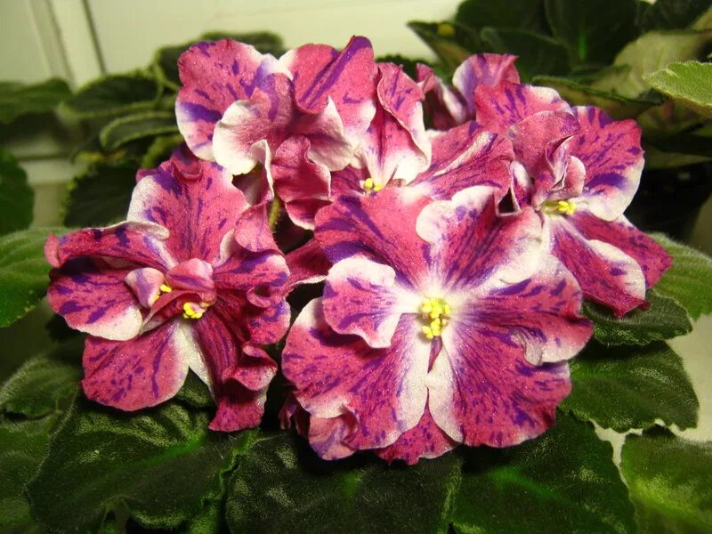 фиалка сорта фаберже. ав фаберже. фиалка ек спелая черешня. ав фаберже. фиалка улыбка фаберже.