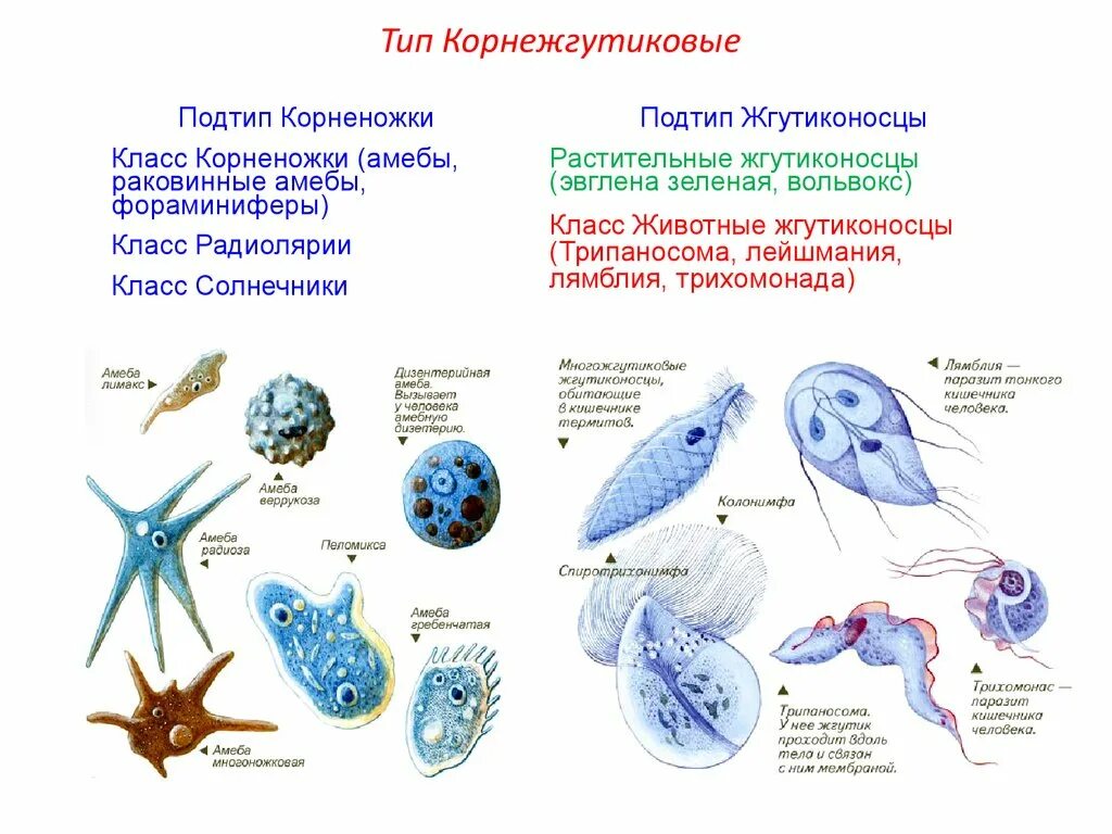 Растительные жгутиконосцы представители. Тип Саркожгутиконосцы класс жгутиковые. Представители жгутиковых типа простейших. Класс жгутиконосцы представители. Общие простейших пример