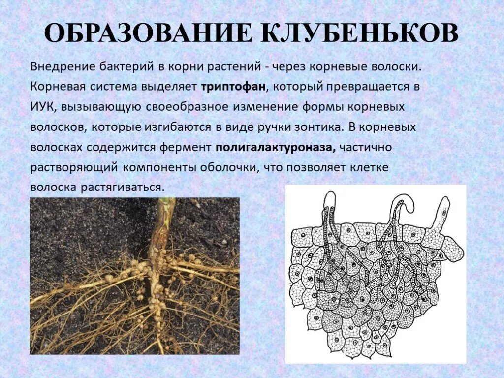 Клубеньковые бактерии значение. Механизм образования корневых клубеньков. Клубеньковые бактерии на корнях растений. Клубеньки с азотфиксирующими бактериями. Клубеньковые бактерии обитают на корнях:.