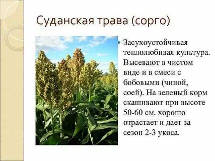 Теплолюбивая зерновая культура