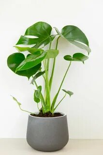 Google plants